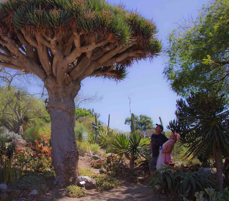 Old World Desert Garden at the 
San Diego Botanic Garden | Rachel Cobb