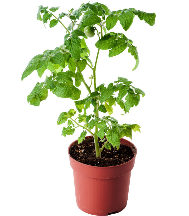 young tomato seedling in pot isolated on white background