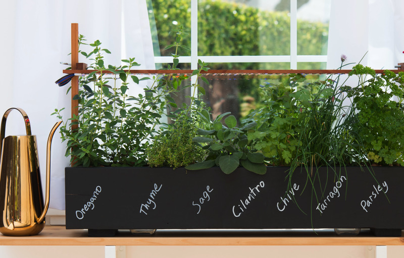 Herbs grow nicely on a
windowsill | RYAN BENOIT
