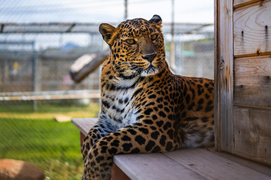Leopard Conga | Sharyn Umana-Angers