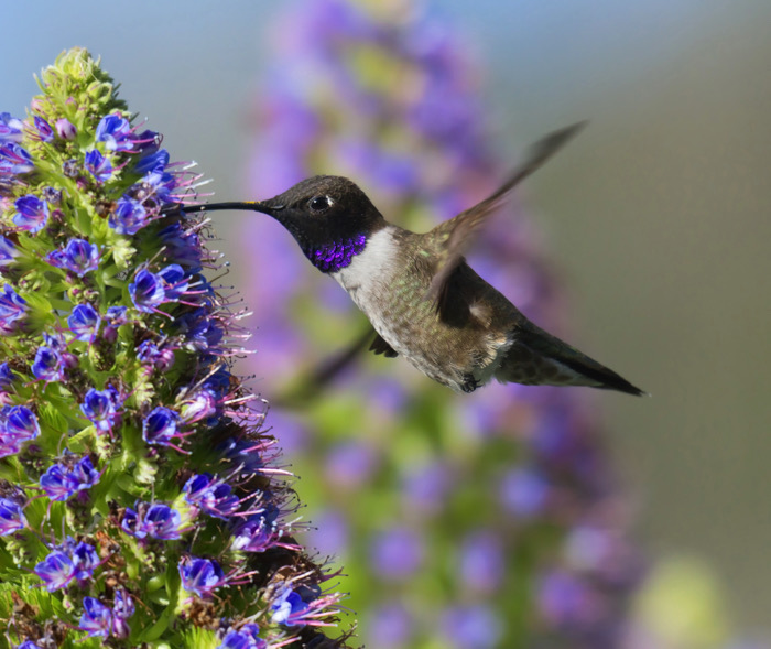 Black-chinned Hummingbird | SHUTTERSTOCK.COM